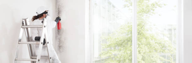 Reliable Garland, TX Mold Removal Solutions